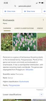 The nice classification is based on a multilateral treaty administered by wipo.this treaty, consummated on 15 june 1957 in nice, france, is called the nice agreement concerning the international classification of goods and services for the purposes of the registration of marks. Pin By L Banker On Plants I Want In My Garden Planting Flowers Plants Species
