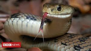 Snakes there are more than 3,000 species of snakes on the planet and they're found everywhere except in antarctica, iceland, ireland, greenland, and new zealand. Indonesian Police Use Snake To Scare Papuan Man Bbc News