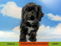 Check spelling or type a new query. Cockapoo Puppies Petland Pets Puppies Chicago Illinois