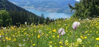 Sommer zeigte auf der letzten iaa eine komplette transportkette für die letzte meile in der paketlogistik. Kein Sommer Ohne Gewitter Tegernseerstimme