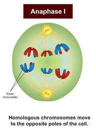 Centrioles paired cylindrical organelles arranged at right angles to each other located at the center of a microtubule. Anaphase In Mitosis And Meiosis Anaphase I Ii Microbe Notes