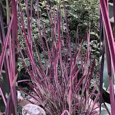 Image result for Stolzia compacta