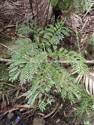 Image result for Ptisana