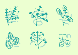 Check spelling or type a new query. Graphique Vectoriel Gratuit Du Thym 1 111389 Telecharger Vectoriel Gratuit Clipart Graphique Vecteur Dessins Et Pictogramme Gratuit