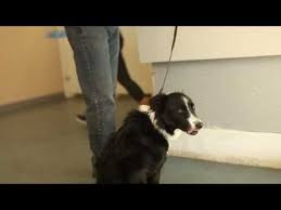 Transformations How To Train An Aggressive Border Collie Utah Dog Trainers Youtube Border Collie Dog Trainer Collie