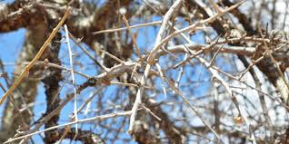 Image result for Commiphora caerulea