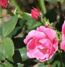 Image result for Rosa sp.