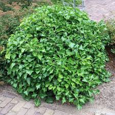 Strauch Efeu Arborescens In 2020 Sichtschutz Garten Schattengarten Efeu