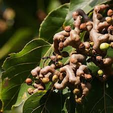 Image result for Hovenia dulcis