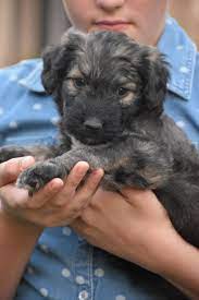 Bordoodle Phantom Poodle Border Collie Cross Poodle Puppies For Sale Poodle Phantom Poodle