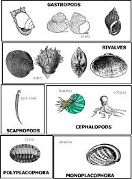 mollusca