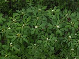 Image result for Trigonella