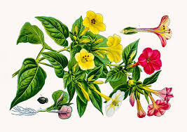 Image result for Mirabilis