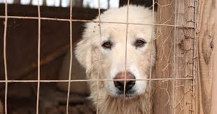 Maybe you would like to learn more about one of these? Lamar County Puppy Mill Rescue Atlanta Humane Society