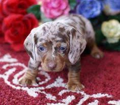 Maybe you would like to learn more about one of these? 240 Hoosier Dachshund Ideas Dachshund Dachshunds For Sale Dogs