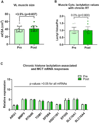 Resistance training in humans and mechanical overload in rodents do not  elevate muscle protein lactylation