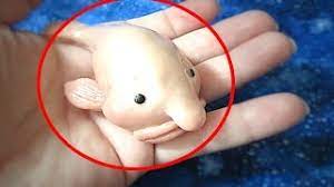We did not find results for: Blobfisch Pluschtier Www Irgendeineseite De