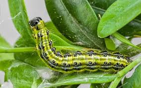 How to keep pests from garden. How To Keep Away Harmful Garden Pests Protech Property Solutions