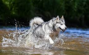 alyaskinskij malamut foto impozantnaya sobaka dlya aktivnyh semej smotri bolshe http kot pes com alyaskinskij malamut foto impoz siberian husky animals husky