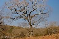Image result for Brachystegia utilis