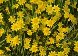 Image result for Mimulus gracilis