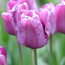 Semacam itu tulipa mencakup sekitar 100 spesies yang didistribusikan di eropa, dari asia barat ke asia tengah dan afrika utara. Bunga Tulip Sejarah Asal Sebaran Taksonomi Ciri 8 Jenis Tulip Unik