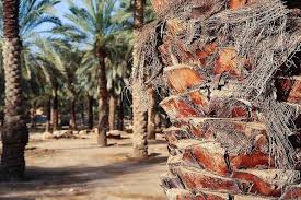 شي بريحة سعف النخل instagram photo photo photo and video