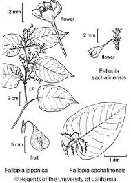 Image result for Fallopia