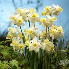 Narcissus Sailboat Daffodil Sailboat Jonquil Sailboat Jonquil Daffodils Jonquilla Daffodils Spring Bulbs Spring F Jonquil Flowers Daffodils Narcissus