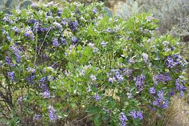 Image result for Ficalhoa laurifolia