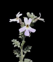 Image result for Jamesbrittenia micrantha