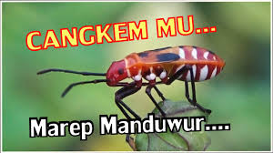 Check spelling or type a new query. Inilah Bapak Pucung Hewan Dalam Tembang Jawa Mocopat Youtube