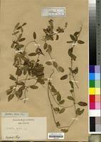 Image result for Cynanchum obtusifolium