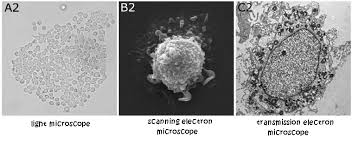 An animation that shows animal cells. Topic 1 2 Ultra Structure Of Cells Amazing World Of Science With Mr Green