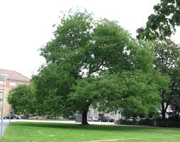 Arbre De Miel Sophora Japonica Regent Styphnolobium Japonicum Wikipedia Herbier Jardins Plante