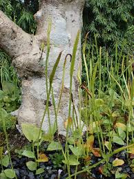 Image result for Ophioglossum reticulatum