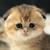 Fluffy British Shorthair Cute Cats