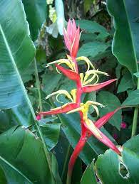 Subtropicals Garden Writing Heliconia Plant Heliconia Plants