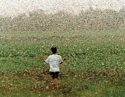 Although they are sometimes called locusts, this is a misnomer. Cicadas Are Coming The Purple Quill