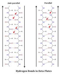 Formation Of Hydrogen Bonds In Beta Plates Lectures Notes Hydrogen Bond Biochemistry