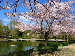 Gambar Taman Bunga Sakura Yang Indah Pernik Dunia Foto Cherry Blossom 891946 Hd Wallpaper Backgrounds Download