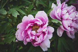 We did not find results for: 500 Peony Pictures Hd Download Free Images Stock Photos On Unsplash