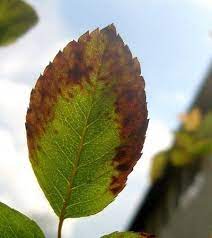 Brown Edges On Roses How To Treat Brown Edges On Rose Leaves Black Spot On Roses Plant Leaves Turning Brown Rose Leaves