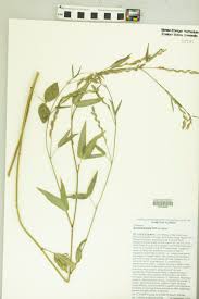 Image result for Zornia glochidiata