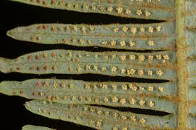 Image result for Dicranopteris elegantula