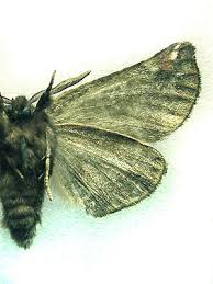 Image result for Pygaera timon