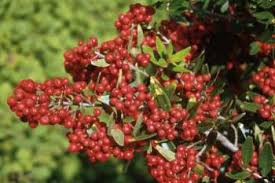 Image result for Olinia rochetiana