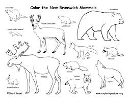 Canadian Province New Brunswick Mammals Coloring Page Mammals Canadian Animals Desert Animals