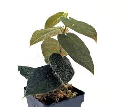 Image result for Ficus persicifolia