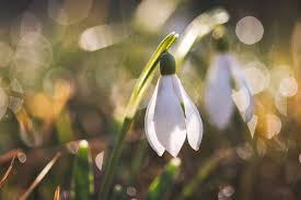 Das heißt, er beginnt stets am winterende. Fruhling In Lauffen